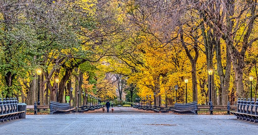 Stroll Through Central Park