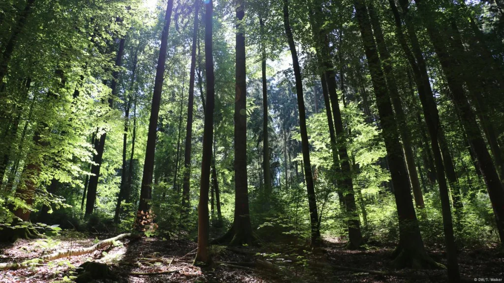  The Dark Woodland