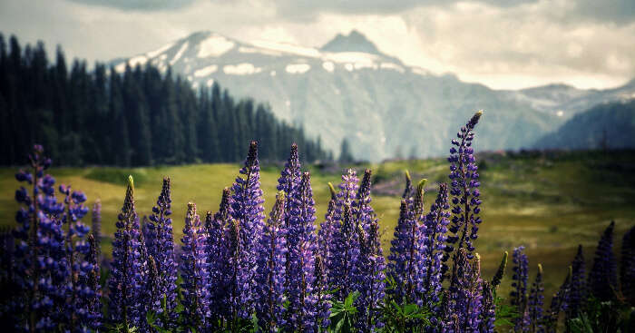 Gulmarg