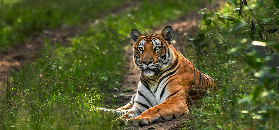 Wildlife & Nature