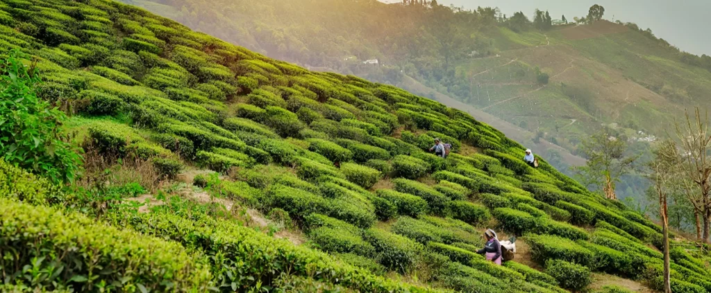 Darjeeling—Tea Gardens & Himalayan Views