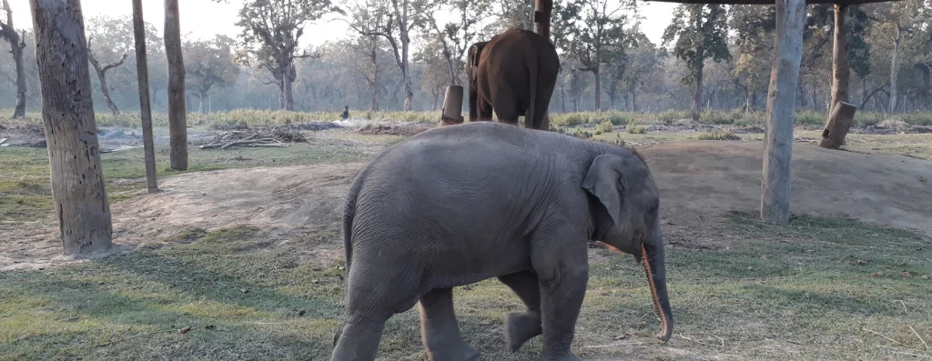 Wildlife Adventures in Chitwan