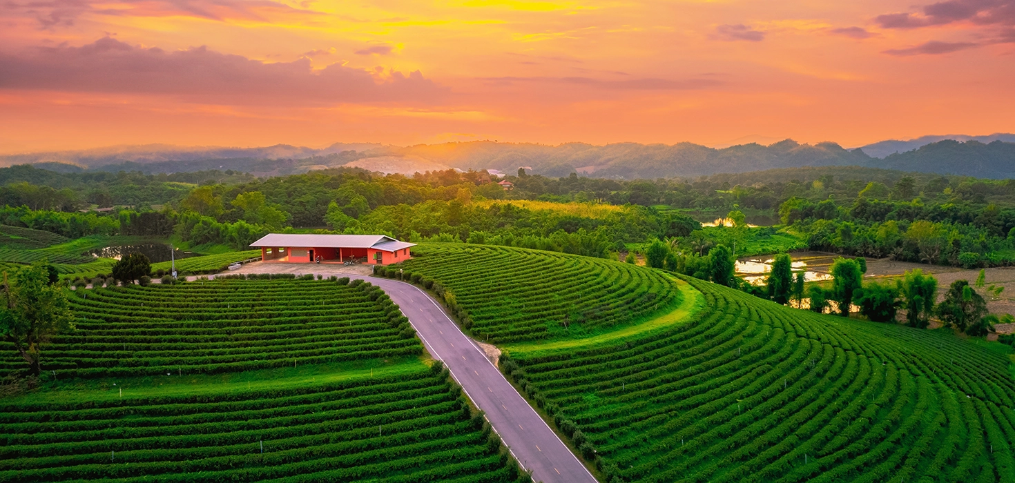 Munnar Tea Gardens and Rolling Hills