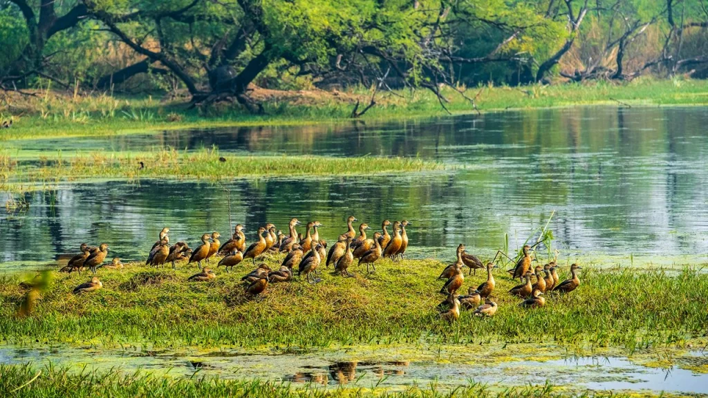 Bharatpur – The Birdwatcher’s Paradise